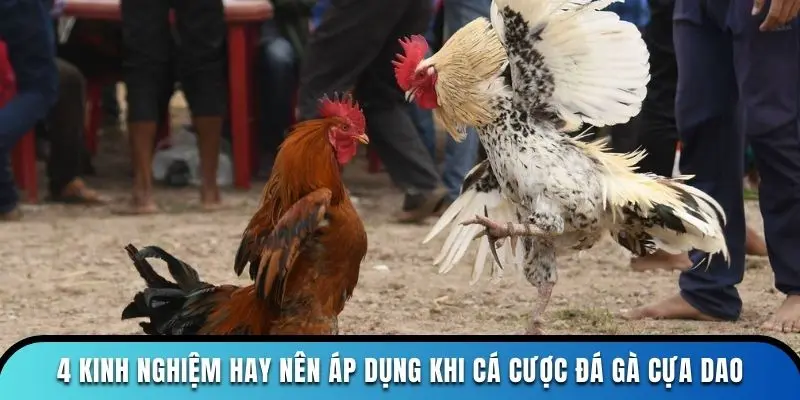 4 kinh nghiệm hay nên áp dụng khi cá cược đá gà cựa dao