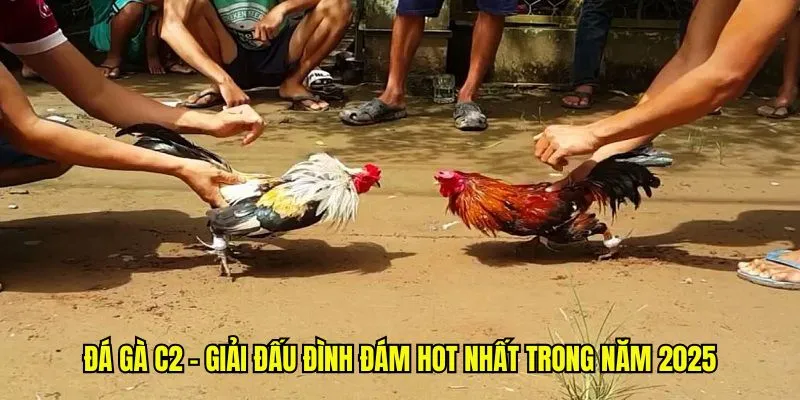 Đá Gà C2 - Giải Đấu Đình Đám Hot Nhất Trong Năm 2025