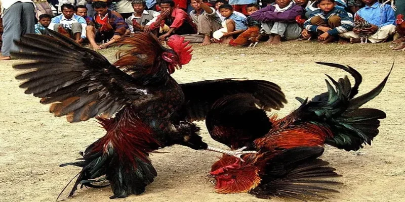 Đá Gà Trực Tiếp Thomo - Cơ Hội Kiếm Thu Nhập Cao Bet88