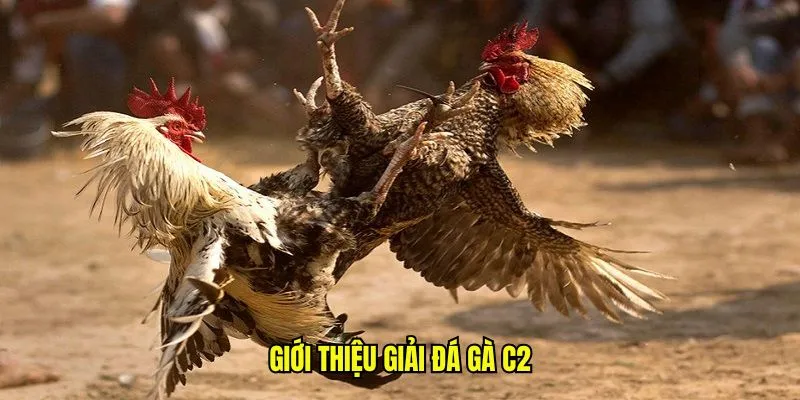 Giới thiệu giải đá gà C2