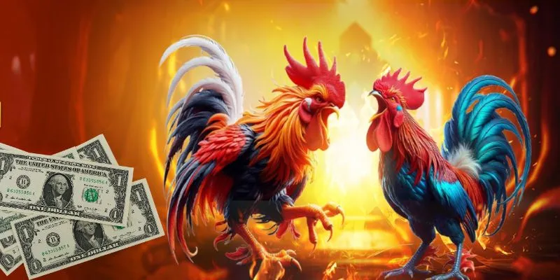 Giới thiệu sơ lược về đá gà mạng