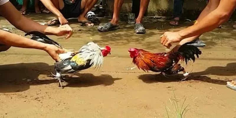 Khám phá thuật ngữ quan trọng của đá gà thomo