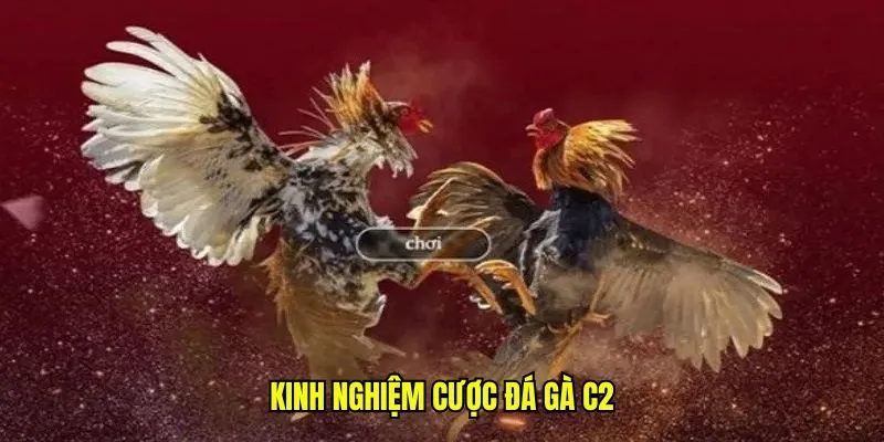 Kinh nghiệm cược đá gà C2