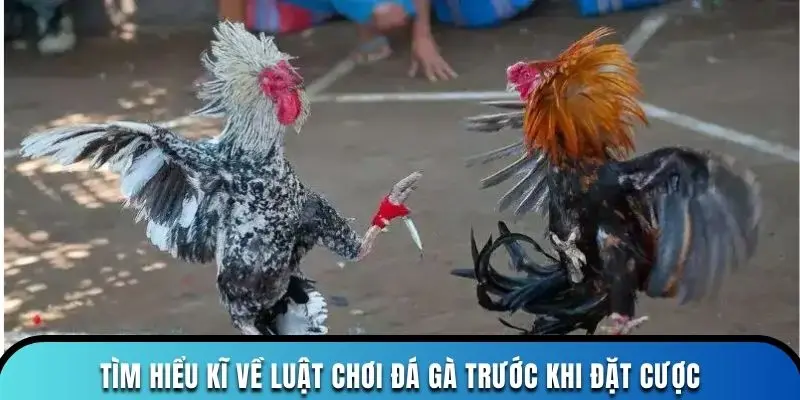 Tìm hiểu kĩ về luật chơi đá gà trước khi đặt cược
