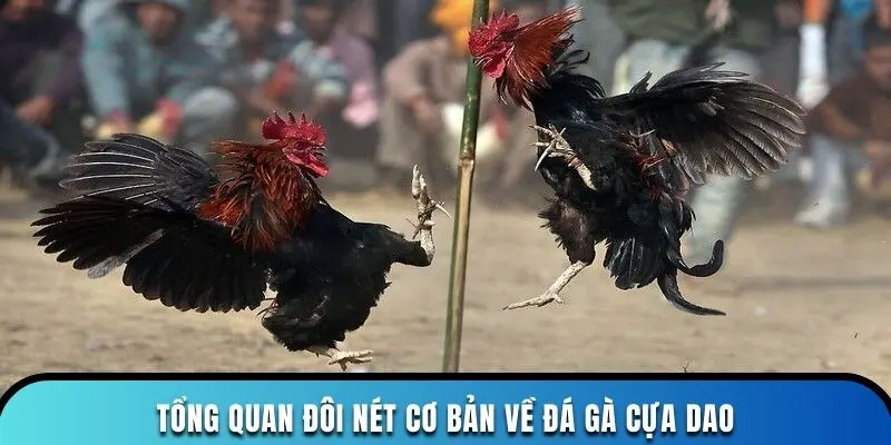 Tổng quan đôi nét cơ bản về đá gà cựa dao